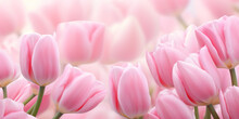 Springtime Background With Pink Tulips And Copy Space