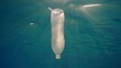 © imageBROKER - Disposable plastic bottle drift under surface of water in bright sunrays. A plastic bottle is thrown into the sea slowly drifts in water column in rays of morning sun, Red sea, Egypt, Africa