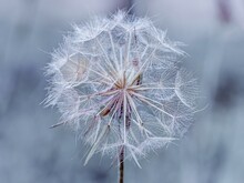 A Dandelion Covered In Morning Dew, Captured In A Close-up That Emphasises Its Fragility And Natural Beauty