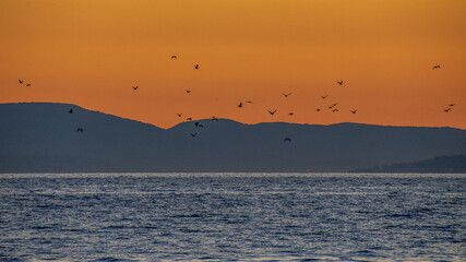 Wall Mural - Un vol de mouettes dans les lueurs orangées du coucher de soleil 