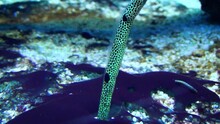 Spotted Garden Eel (Heteroconger Hassi) On The Sea Floor, Emerging And Retreating