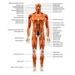 Labeled Muscles of the Human Body Chart, Front View