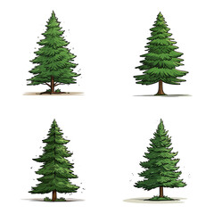 Wall Mural - SET OF EVERGREEN TREE ISOLATED ON WHITE BACKGROUND