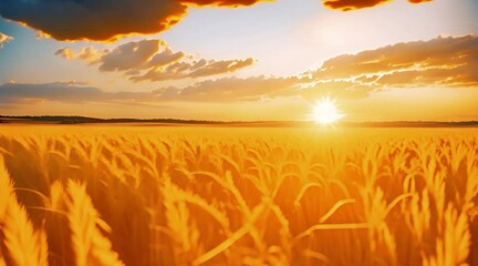 Wall Mural - The sun illuminates the wheat field.