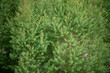 © waranyu - green leaves wall background, leaf wall nature background