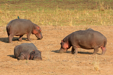 Wall Mural - Three hippos (Hippopotamus amphibius) on land, Kruger National Park, South Africa