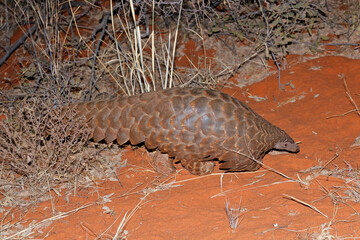 Wall Mural - temmincks ground pangolin (manis temminckii) in natural habitat, south africa