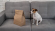 Jack Russell Terrier dog sits on the sofa near a craft package with food delivery. 