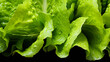 fresh baby cos (lettuce) on white background. Generative AI