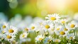Sun-Kissed Daisy Meadow