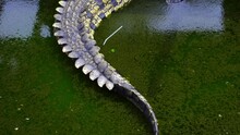 Saltwater Crocodile In The Water With Green Algae At Barnacles Crocodile Farm In Teritip, Balikpapan, Indonesia. - Tilt Down Shot