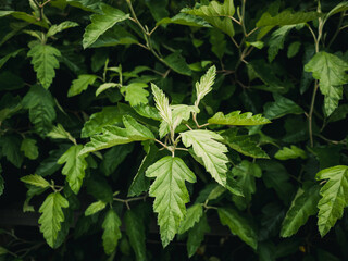 Wall Mural - Green leaves