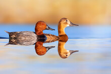 Ducks Swimming In A Wonderful Nature. Colorful Nature Background. Common Pochard. Aythya Ferina.
