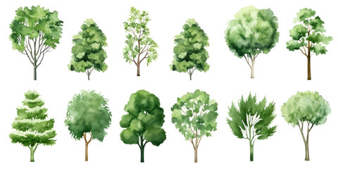 Collection of watercolor illustration green tree isolated on background. PNG transparent background.
