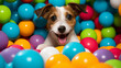 Funny playful dog in colorful ball pool