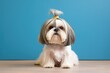 shih tzu sitting with a perky wagging tail