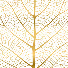 Wall Mural - leaf vein texture abstract background with close up plant leaf cells ornament texture pattern.