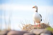 goose standing alert next to a nest on a hillock