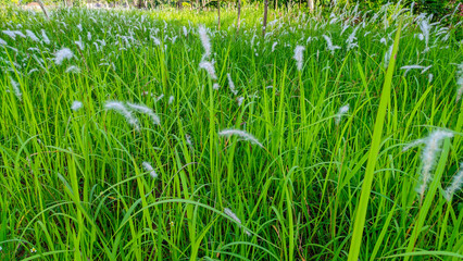 green wild alang grass