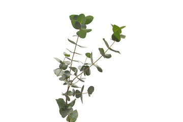 Wall Mural - Eucalyptus sprig isolated on a white background.