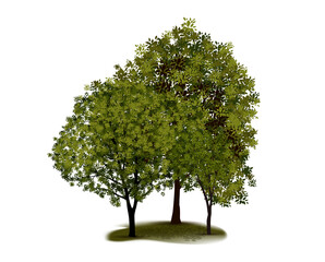Realistic trees composition