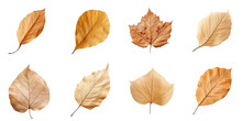 Collection Of Natural Of Tropical Brown Dry Leaves In Autumn Season Isolated On Transparent Png Background, Varies Different Of Plant Botanical.