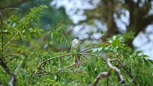 Night Heron On A Branch