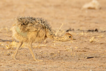 Wall Mural - Very young South African Ostrich chicks (Struthio camelus australis) near Urikaruus in the Kgalagadi Transfrontier Park