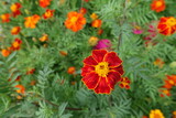 Fototapeta Maki - Close up of red and yellow flowers of single Tagetes patula in July