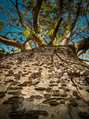 Wall Mural - Upward View of a Textured Tree Trunk with Branches and Leaves Against Blue Sky