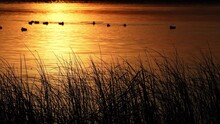 View Of Golden Pond Reflecting The Sky As Ducks Float On The Water Looking Past The Reeds.