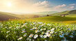 Leinwandbild Motiv Beautiful spring and summer natural landscape with blooming field of daisies in the grass in the hilly countryside.