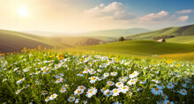 Beautiful Spring And Summer Natural Landscape With Blooming Field Of Daisies In The Grass In The Hilly Countryside.