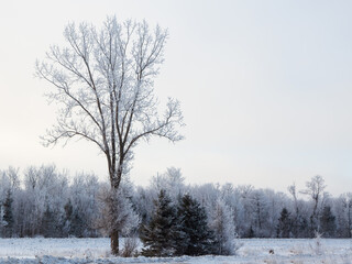 Wall Mural - Beautiful winter landscape with icy trees standing along highway 40 during a hazy sunny morning, Saint-Augustin-de-Desmaures, Quebec, Canada