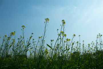 Wall Mural - Mustard flowers blossoms in the field on a background of blue sky