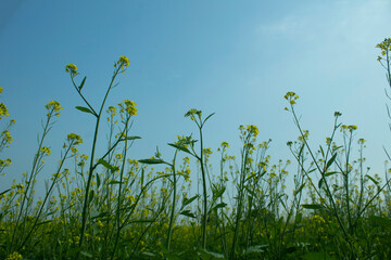 Wall Mural - Mustard flowers blossoms in a field with blue sky in the background