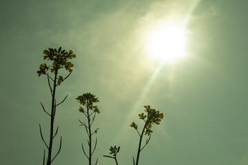 Wall Mural - Sunlight and mustard flowers on the blue sky background with sun flare