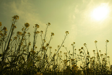Wall Mural - Rapeseed field with sun and blue sky, closeup of photo