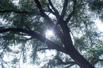 Wall Mural - Sun shining through the branches of a tree in the forest, natural background