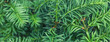 Blurred background from a spiny green rosemary plant close up. Spruce twig backdrop.