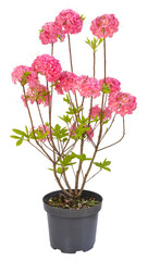 Sticker - Azalea mollis ‘Homebush’	