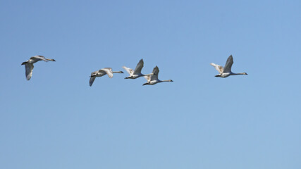 Canvas Print - some immature mute swans in flight