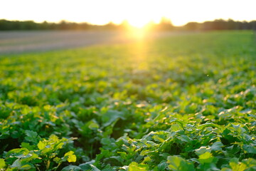 beautiful summer landscape, young rapeseed plants in sun, green fields of ripening agro culture, agricultural concept, growing crop, environmentally friendly plants, vegetable oil production