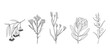 © chekiwart - Set of hand drawn Australian native flowers and plants. Simple monochrome illustration of golden wattle, protea, kangaroo paw, wax flower and eucalyptus