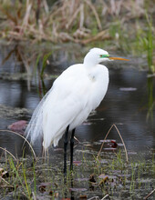 Great White Egret On Edge Of Pond