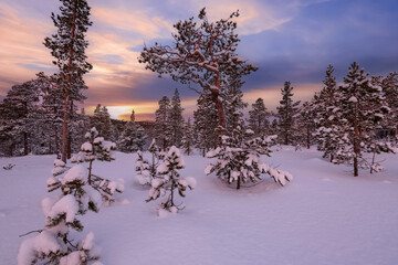 Poster - Sunset in the snowy pine forest