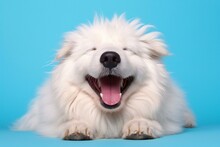 White Swiss Shepherd Dog With Tongue Out Lying On Blue Background