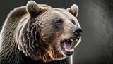 Fototapeta Big Ben - portrait of a snarling bear