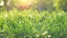 Morning Dew On Fresh Green Grass With Sunlight. Nature Background With Copy Space.