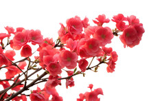 Red Flowers In Spring Isolated On A Transparent Background.